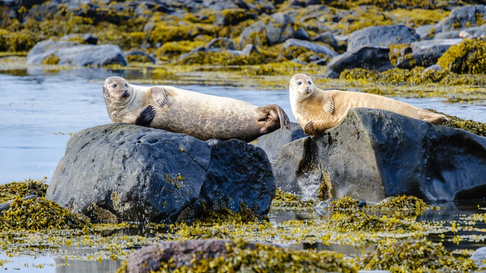 Two seals relaxing on rocks at Ytri Tunga beach. 