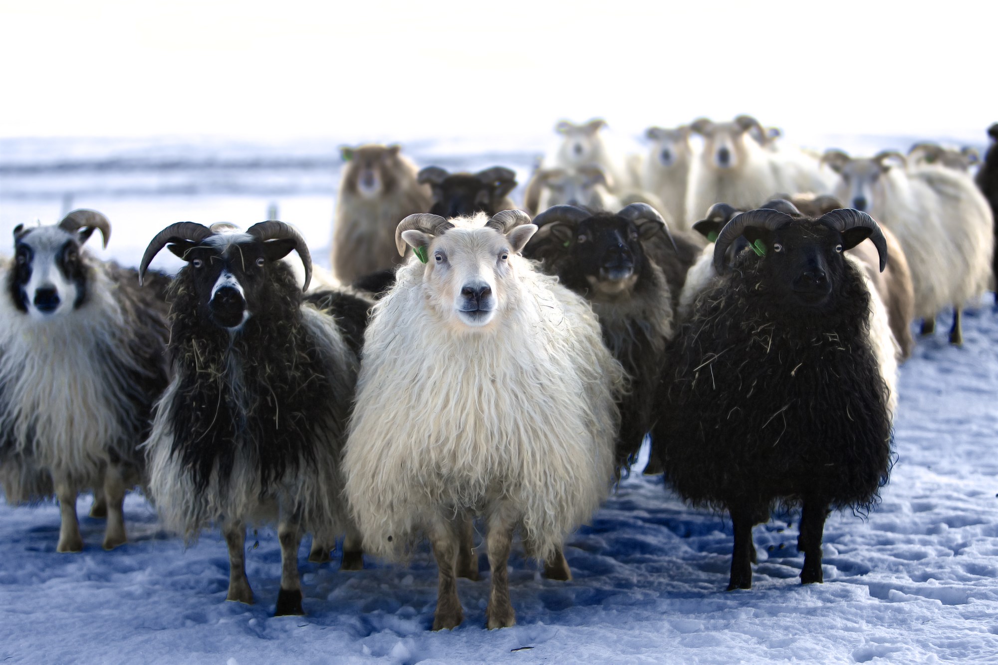 The Icelandic sheep plays an in imporant role in Icelandic culture and Þorri