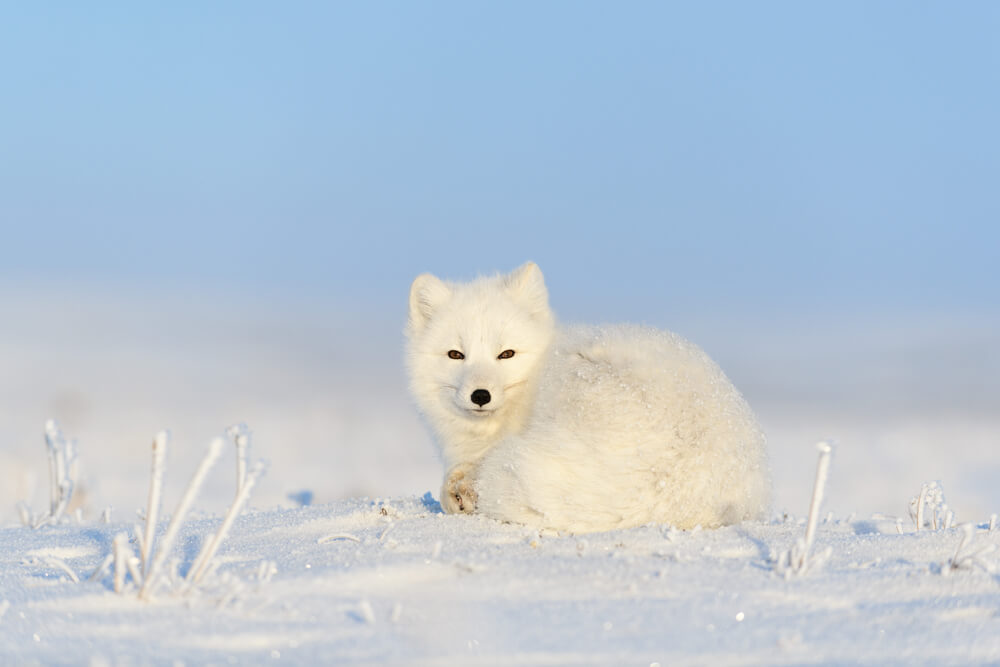 White arctic fox in winter in Iceland.