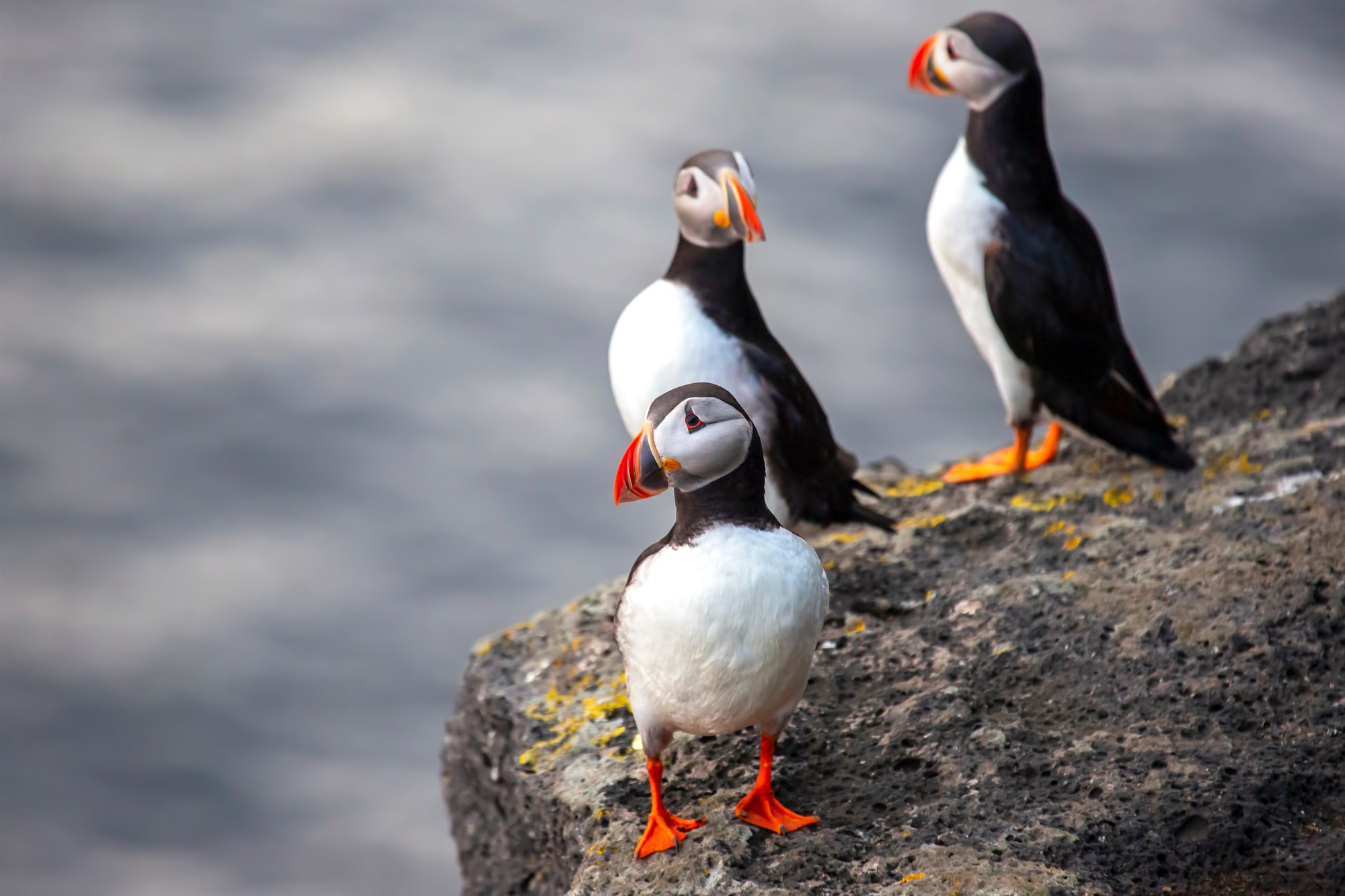 Westman Islands are home to Iceland´s largest puffin colony.