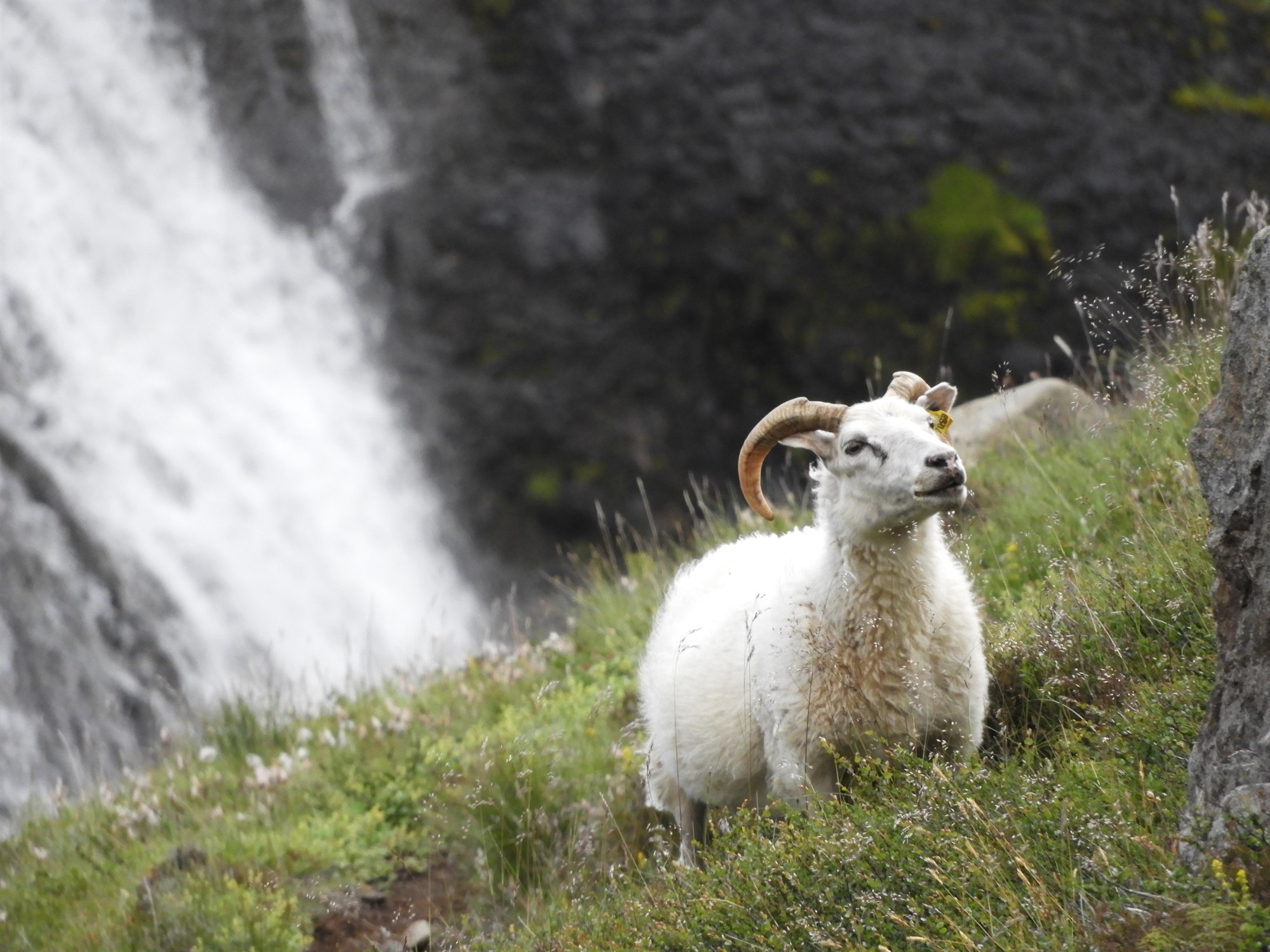 Iceland sheep at kvernufoss waterfall in south Iceland.