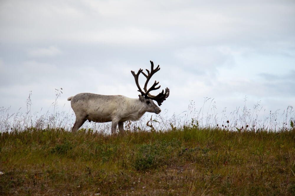 reindeer in east iceland.