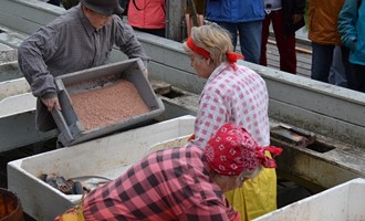 herring processing in Siglufjörður