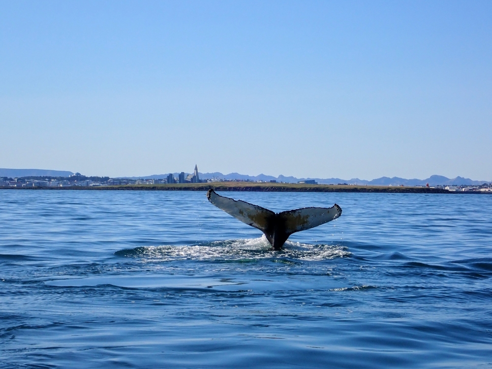 Whale watching in Reykjavik. Fin whale tail in the ocean with Reykjavik in the background.